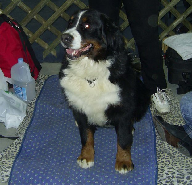 Razstava psov (sobota 14.1.2006) - foto povečava