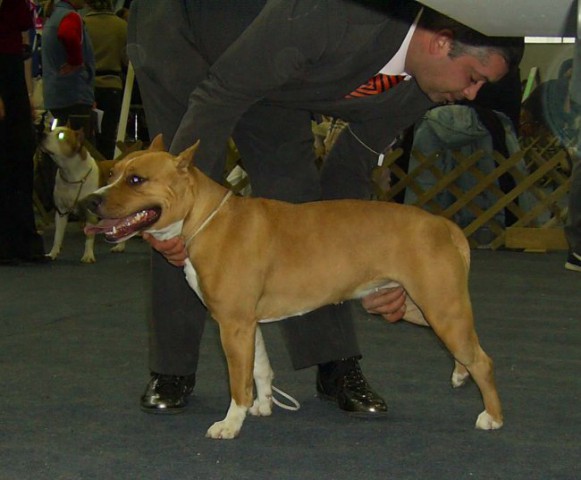 Razstava psov (nedelja 15.1.2006) - foto