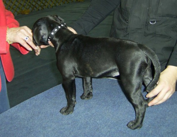 Razstava psov (nedelja 15.1.2006) - foto