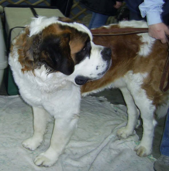 Razstava psov (nedelja 15.1.2006) - foto povečava
