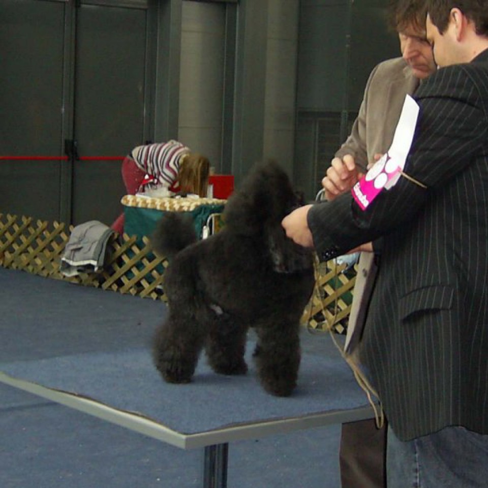 Razstava psov (nedelja 15.1.2006) - foto povečava