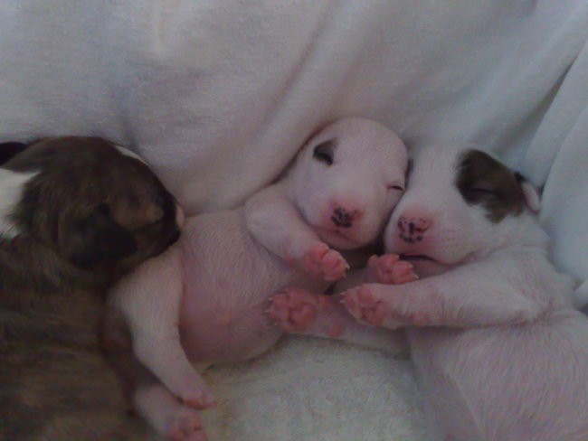 Chayenne - puppies (new) - foto povečava