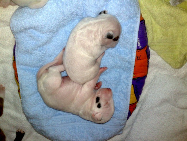 Chayenne - puppies (new) - foto povečava