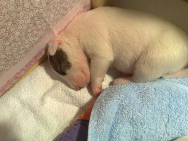 Chayenne - puppies (new) - foto povečava