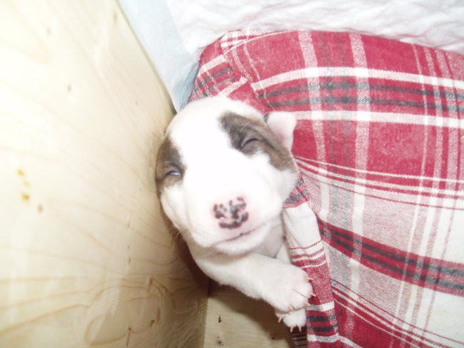Chayenne - puppies (new) - foto povečava