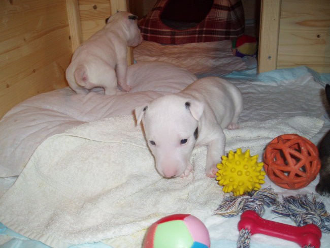 Chayenne - puppies (new) - foto povečava