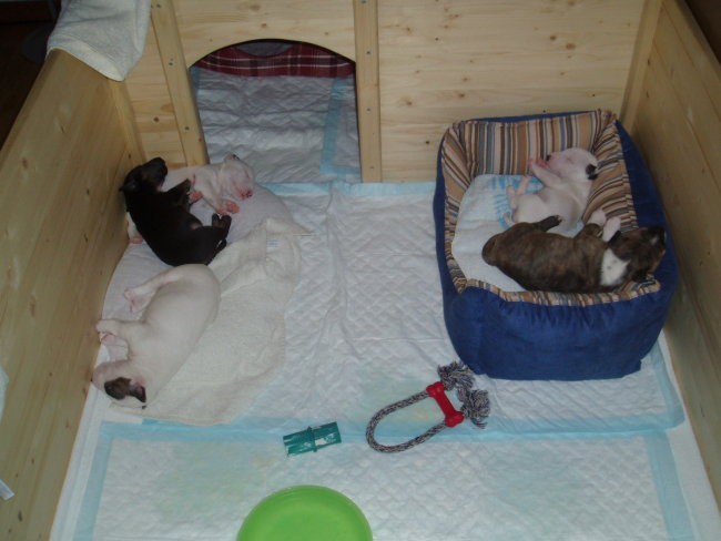 Chayenne - puppies (new) - foto povečava
