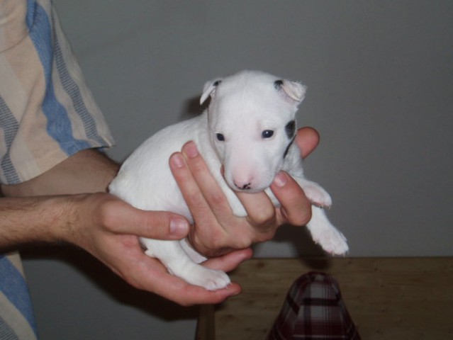 Chayenne - puppies (new) - foto