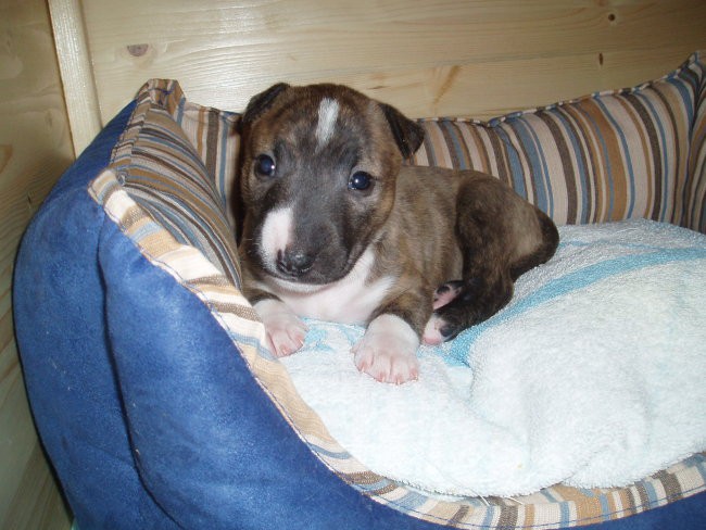 Chayenne - puppies (new) - foto povečava