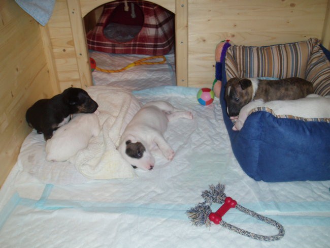 Chayenne - puppies (new) - foto povečava