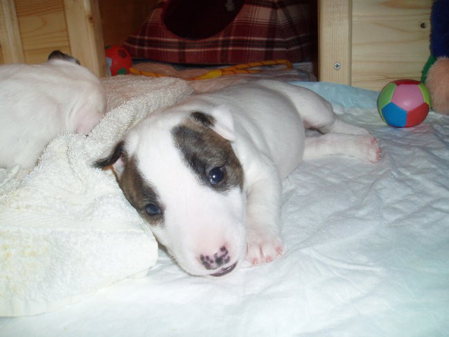 Chayenne - puppies (new) - foto povečava