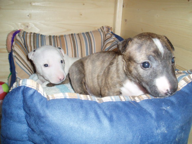 Chayenne - puppies (new) - foto povečava