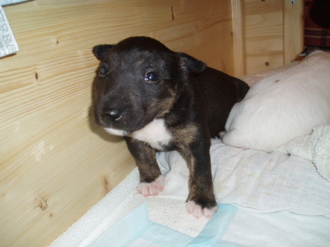 Chayenne - puppies (new) - foto povečava