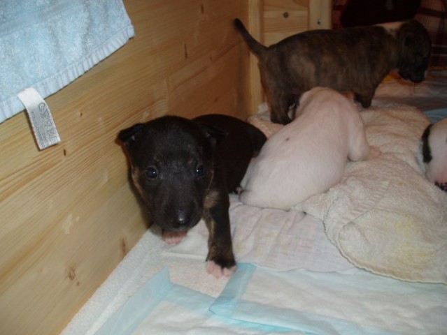 Chayenne - puppies (new) - foto