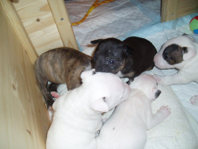 Chayenne - puppies (new) - foto povečava