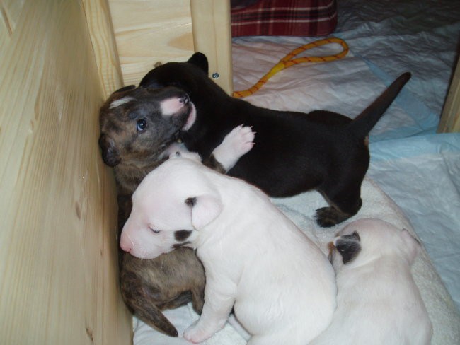 Chayenne - puppies (new) - foto povečava