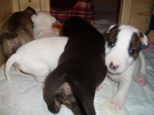 Chayenne - puppies (new) - foto povečava