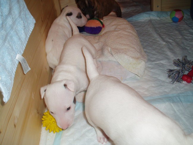 Chayenne - puppies (new) - foto povečava