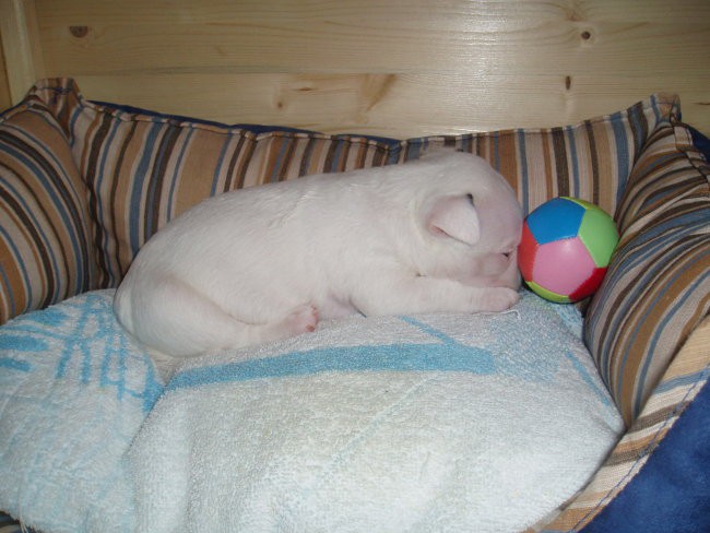 Chayenne - puppies (new) - foto povečava