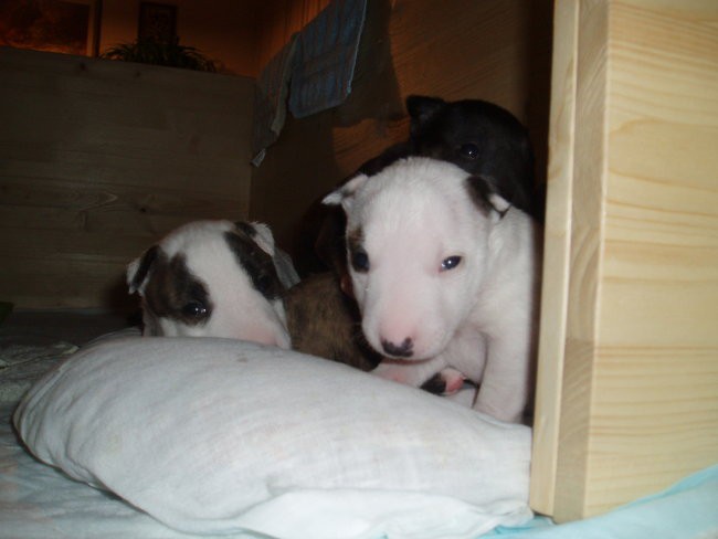 Chayenne - puppies (new) - foto povečava