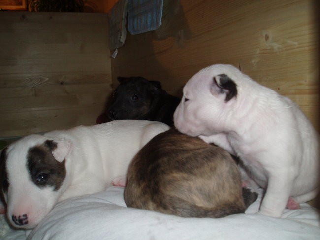 Chayenne - puppies (new) - foto povečava