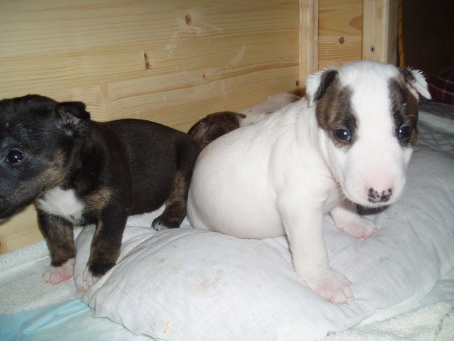 Chayenne - puppies (new) - foto povečava