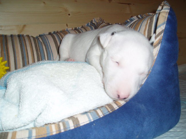 Chayenne - puppies (new) - foto povečava