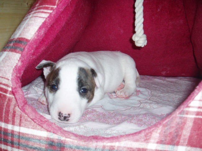 Chayenne - puppies (new) - foto povečava