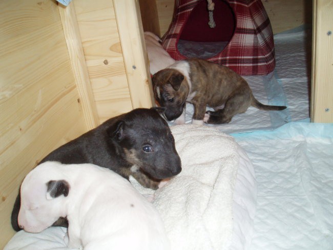 Chayenne - puppies (new) - foto povečava