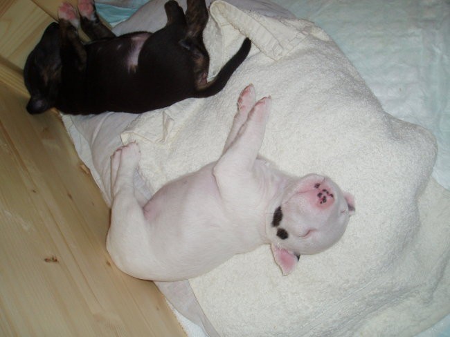 Chayenne - puppies (new) - foto povečava