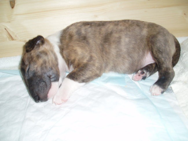Chayenne - puppies (new) - foto povečava