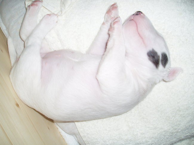 Chayenne - puppies (new) - foto povečava