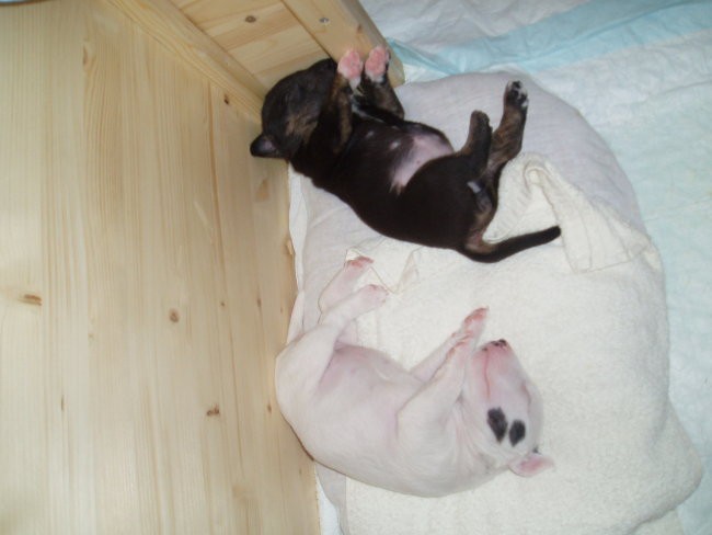 Chayenne - puppies (new) - foto povečava
