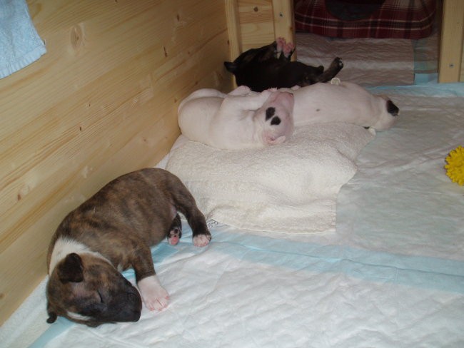 Chayenne - puppies (new) - foto povečava
