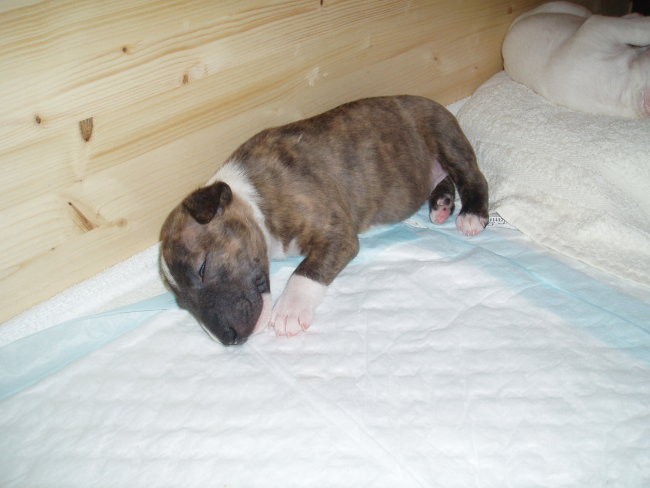 Chayenne - puppies (new) - foto povečava