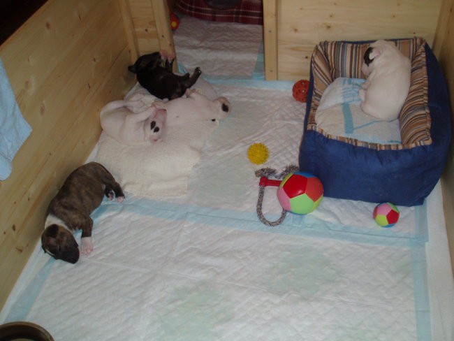 Chayenne - puppies (new) - foto povečava