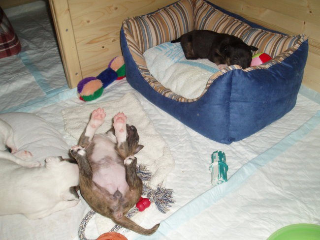 Chayenne - puppies (new) - foto povečava