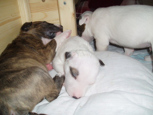 Chayenne - puppies (new) - foto povečava