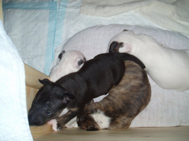 Chayenne - puppies (new) - foto povečava