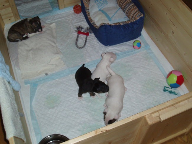 Chayenne - puppies (new) - foto povečava