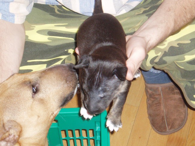 Chayenne - puppies (new) - foto povečava