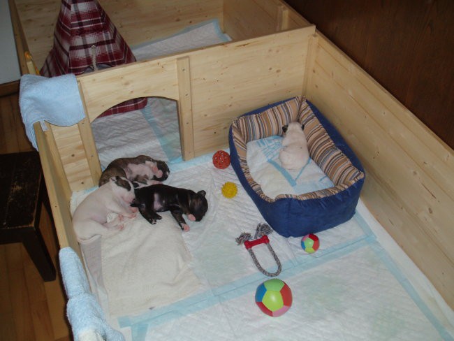 Chayenne - puppies (new) - foto povečava
