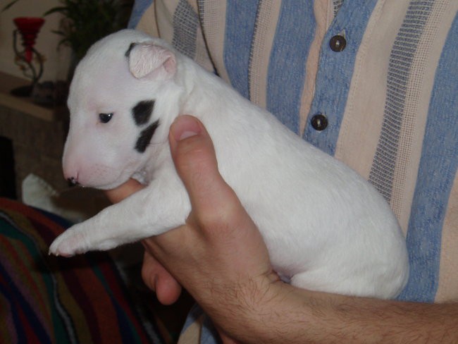 Chayenne - puppies (new) - foto povečava