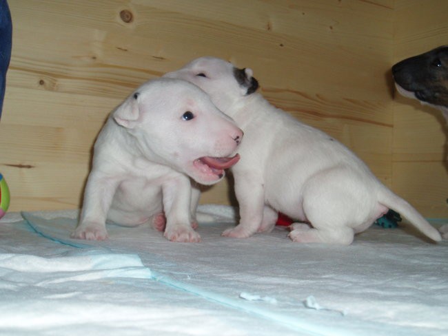 Chayenne - puppies (new) - foto povečava