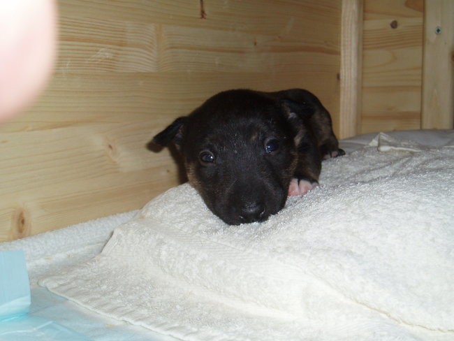 Chayenne - puppies (new) - foto povečava