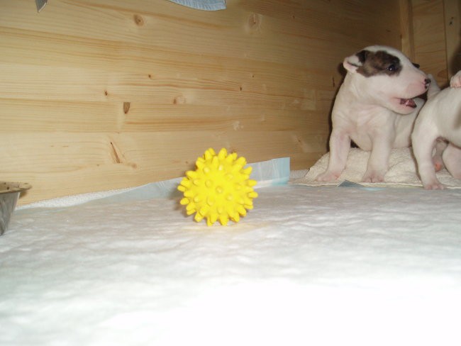 Chayenne - puppies (new) - foto povečava