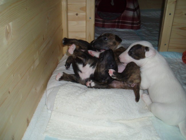 Chayenne - puppies (new) - foto povečava