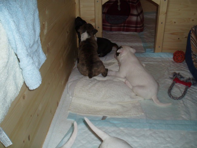 Chayenne - puppies (new) - foto povečava