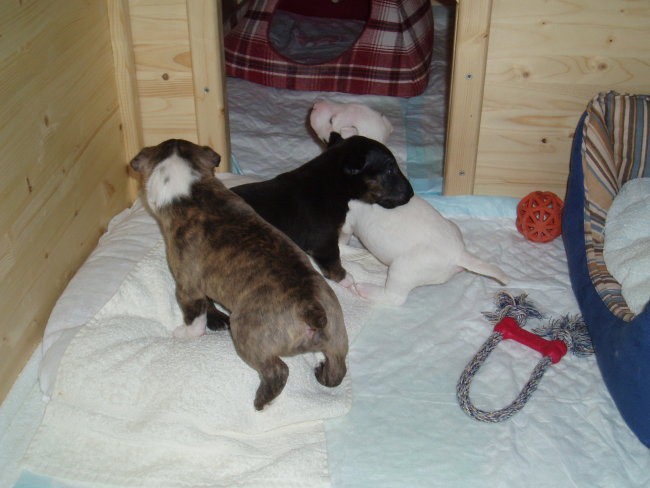 Chayenne - puppies (new) - foto povečava