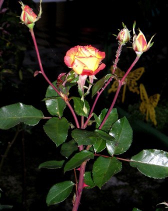 Vrtnica